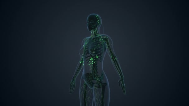 Imusolmukejärjestelmän Sisäinen Anatomia Tausta — kuvapankkivideo
