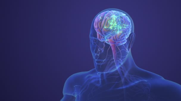 Ludzki Centralny Układ Nerwowy Anatomią Mózgu — Wideo stockowe