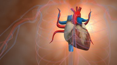 İnsan Dolaşım Sistemi Kalp Anatomisi