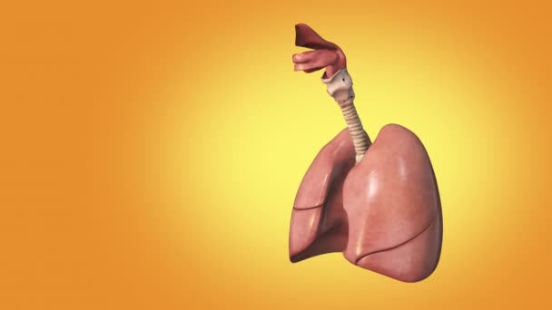 Медична Структура Легенів — стокове відео