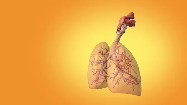 Koncepcja Medyczna Ludzkich Płuc — Zdjęcie stockowe