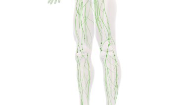 İnsan lenfatik sistem anatomisi arka planı
