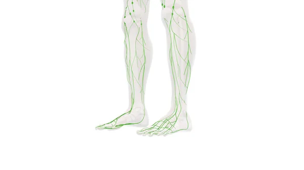 Людський Лімфатичний Системний Анатомічний Фон — стокове фото