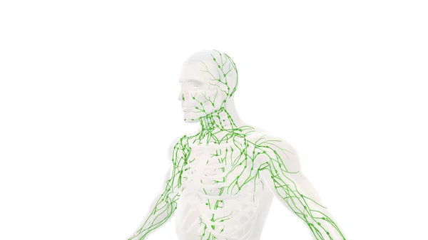 Anatomie Système Lymphatique Humain Backgound — Photo