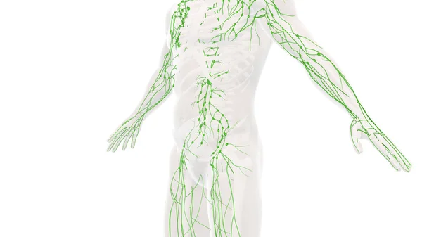 人体淋巴系统解剖学背景 — 图库照片