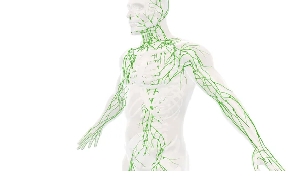 Sistema Linfático Humano Anatomía Backgound — Foto de Stock