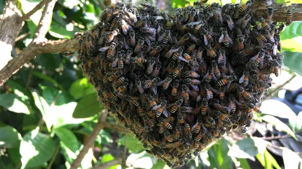 Ein Bienenschwarm Auf Dem Stock — Stockfoto