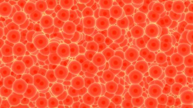 kırmızı kan hücreleri ven