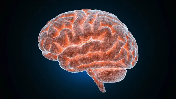 Ilustración Médica Del Cerebro Humano — Foto de Stock