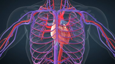 İnsan kalbi anatomisi tıbbi konsepti