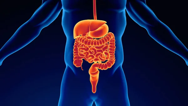 Human Urinary System Kidneys Bladder — Stock Photo, Image