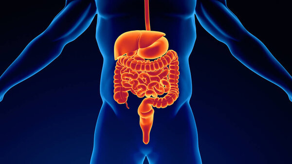 Почки мочевой системы человека с мочевым пузырем