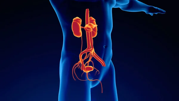 膀胱のあるヒトの尿系腎臓 — ストック写真
