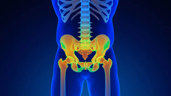 stock image Painful pelvic girdle medical background