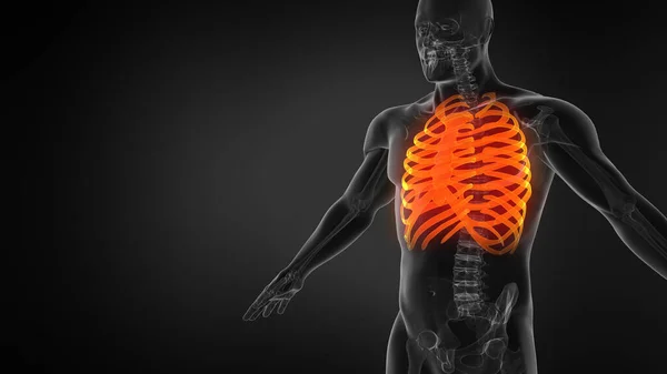 人体肋骨笼3D插图 — 图库照片