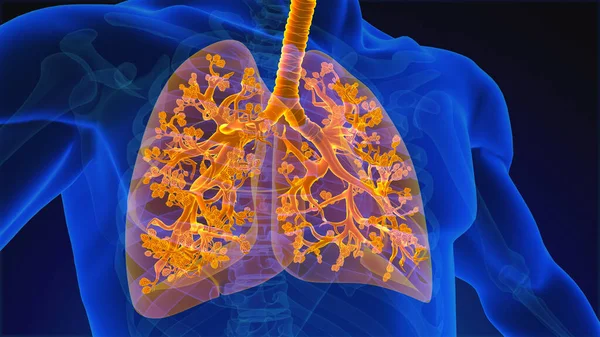 stock image Human Respiratory System Lungs Anatomy