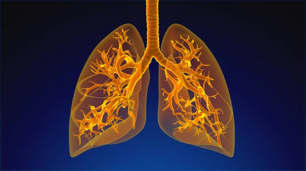 stock image Human Respiratory System Lungs Anatomy