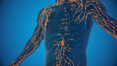 Human lymphatic system 3D illustration clipart