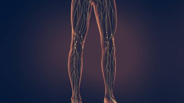 İnsan lenfatik sistemi 3 boyutlu illüstrasyon