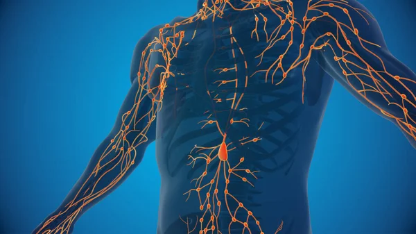 Human lymphatic system 3D illustration