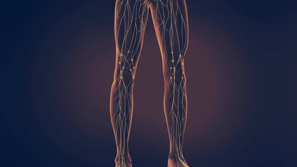 Sistema Linfático Humano Ilustração — Fotografia de Stock