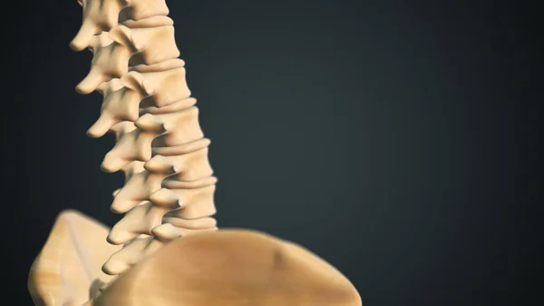 骨盤医療3Dイラストと人間の背骨 — ストック写真