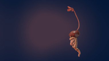 İnsan sindirim sisteminin anatomisi 3 boyutlu illüstrasyon