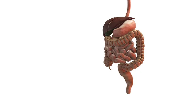 ヒト消化器系の解剖図3Dイラスト — ストック写真