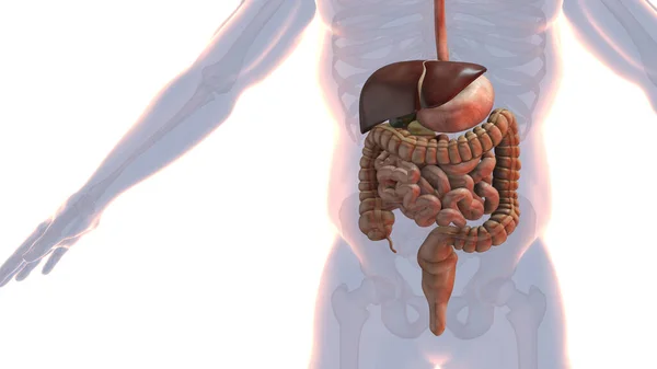 Nsan Sindirim Sisteminin Anatomisi Boyutlu Illüstrasyon — Stok fotoğraf
