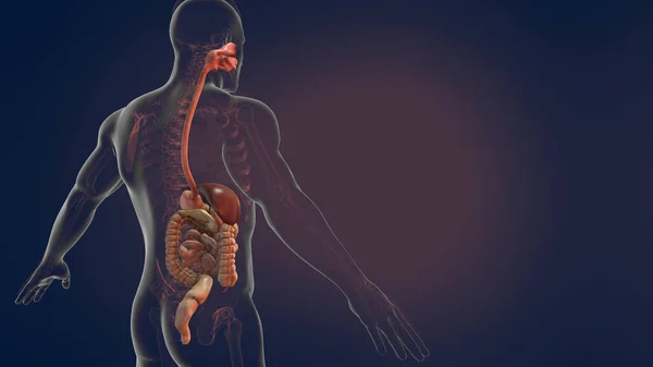 Anatomía Del Sistema Digestivo Humano Ilustración —  Fotos de Stock