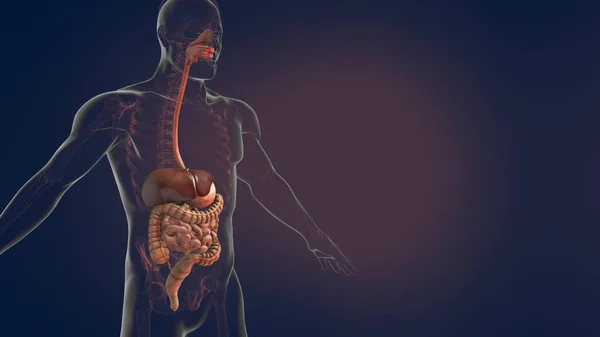 Anatomía Del Sistema Digestivo Humano Ilustración — Foto de Stock