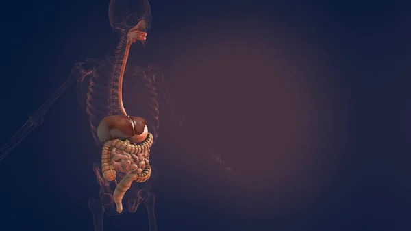ヒト消化器系の解剖図3Dイラスト — ストック写真