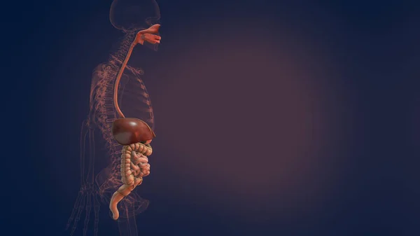 Anatomi Människans Matsmältningssystemet Illustration — Stockfoto