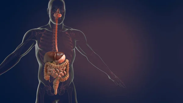 Анатомия Пищеварительной Системы Человека Иллюстрация — стоковое фото