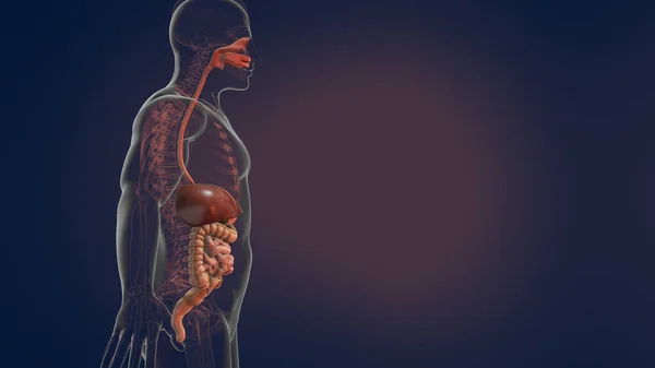 Anatomie Lidského Zažívacího Traktu Ilustrace — Stock fotografie