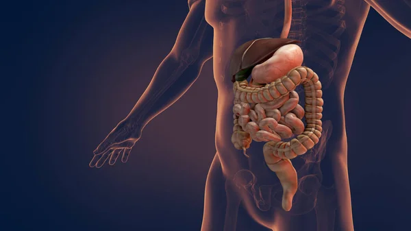 Anatomy of human digestive system 3D illustration