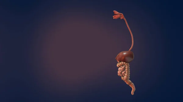 Nsan Sindirim Sisteminin Anatomisi Boyutlu Illüstrasyon — Stok fotoğraf