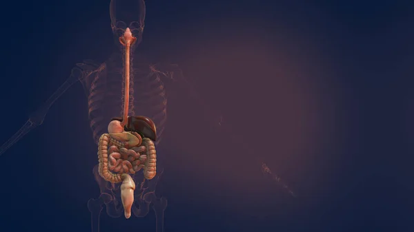 Emberi Emésztőrendszer Anatómiája Illusztráció — Stock Fotó