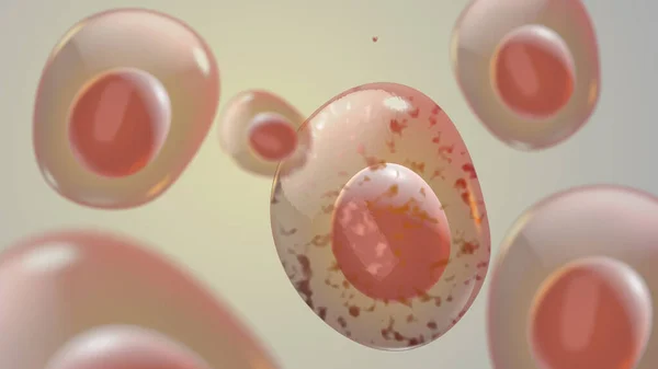 Ανθρώπινα Κύτταρα Εμβρυϊκά Βλαστοκύτταρα — Φωτογραφία Αρχείου