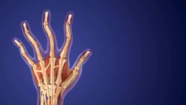 Reumatoidalne Zapalenie Stawów Tle Medycznym Dłoni — Wideo stockowe