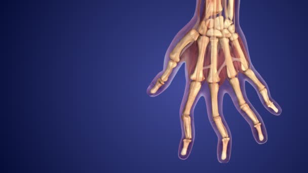 Doença Autoimune Inflamatória Artrite Reumatoide — Vídeo de Stock