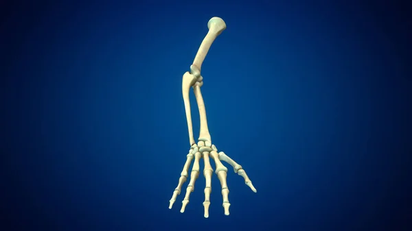 Anatomia Dos Braços Humanos Formação Médica — Fotografia de Stock