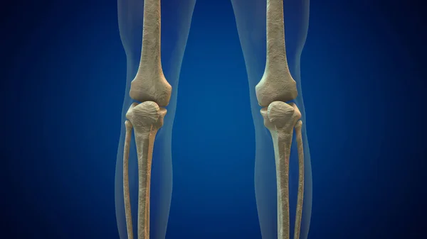 Medische Achtergrond Van Het Kniegewricht — Stockfoto