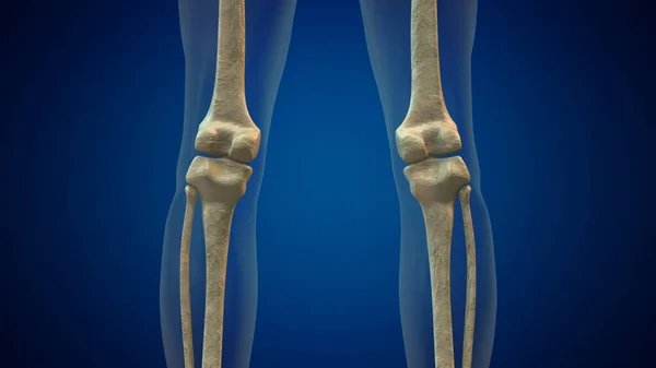 Medizinischer Hintergrund Des Menschlichen Kniegelenks — Stockfoto