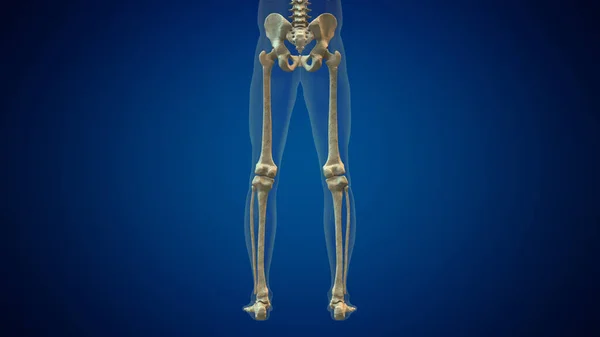 Menschliche Beinknochen Anatomie Medizinischer Hintergrund — Stockfoto