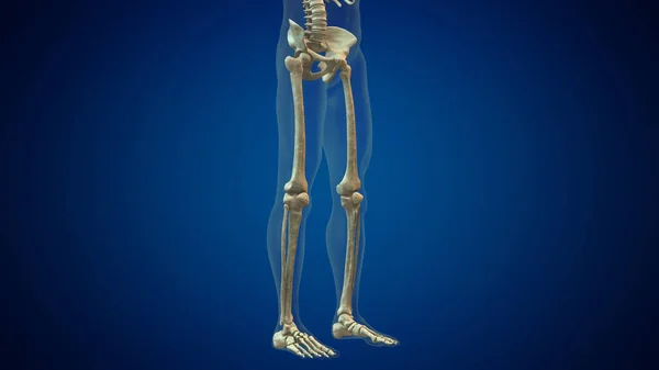 Ανθρώπινο Πόδι Οστά Ανατομία Ιατρικό Υπόβαθρο — Φωτογραφία Αρχείου