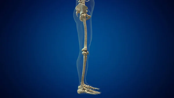Menschliche Beinknochen Anatomie Medizinischer Hintergrund — Stockfoto
