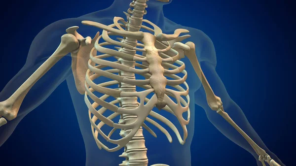 人間の肋骨ケージ3Dイラスト — ストック写真