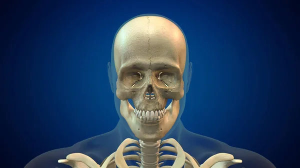 Anatomia Crânio Humano Fundo Médico — Fotografia de Stock