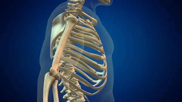 人間の肋骨ケージ3Dイラスト — ストック写真